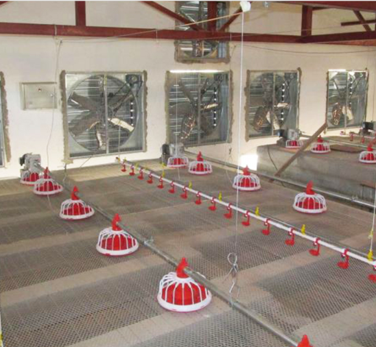 Полностью автоматический питатель шнека системы шнека птицы для фермы 1